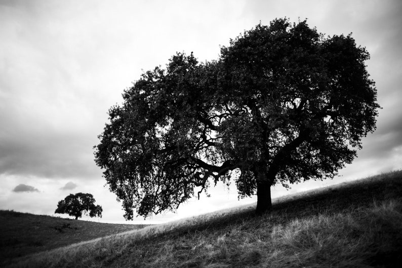 Ancient Oaks, Walnut Creek, California. Two oaks make a moody landscape.