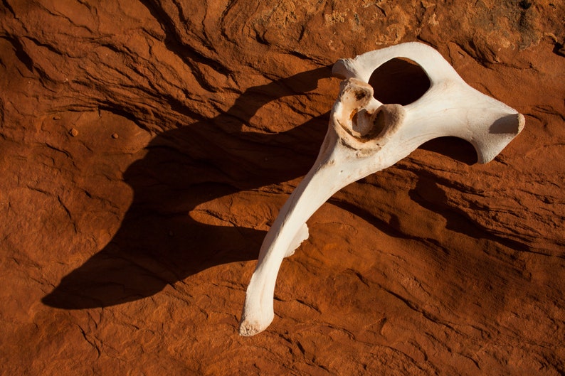 Bones in the Desert. Bones against terra cotta desert ground.