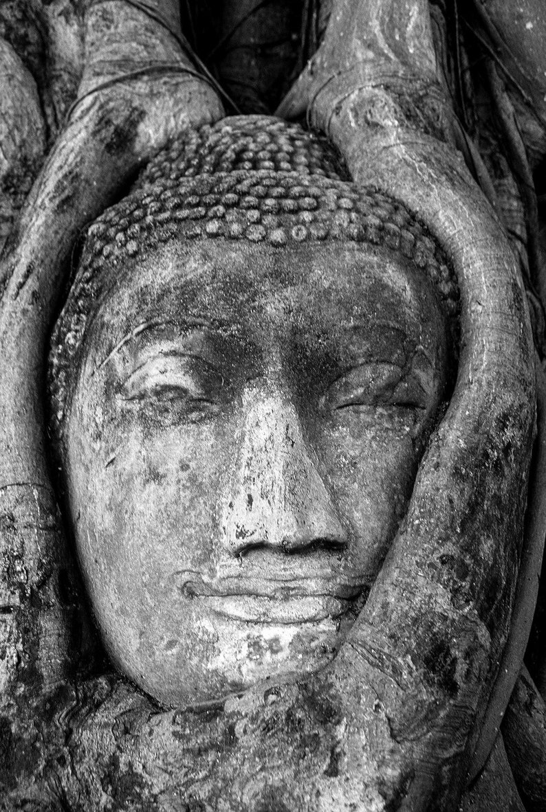 Buddha in the Tree, Ayutthaya, Thailand. A smiling Buddha grown into the roots of a tree at Wat Mahathat.
