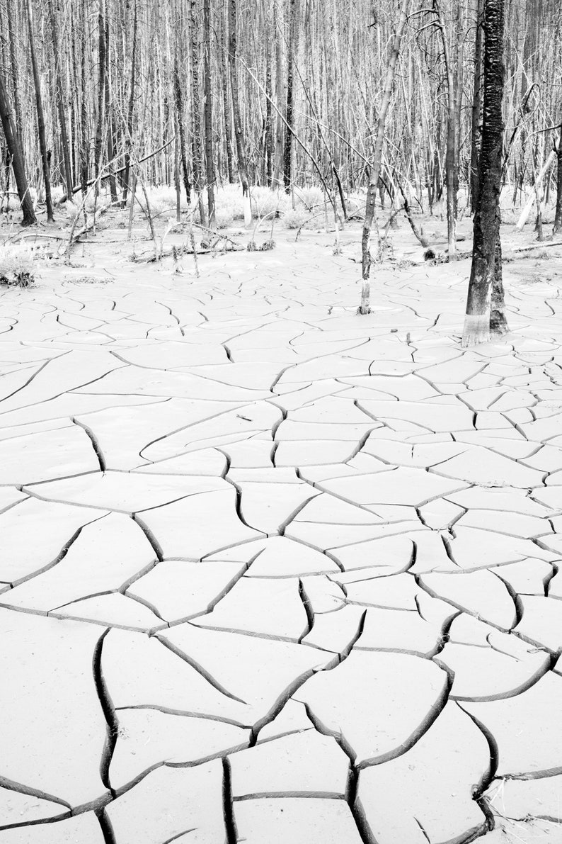 Burnt Creek Detail No. 2. Dry ground cracks in a burned forest. Black and white.