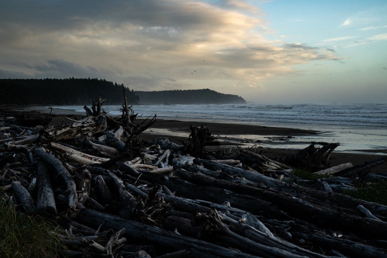 Driftwood, Olympic National Park. Sunset on Washington's Olympic coast, where driftwood collects along the sandy beaches.