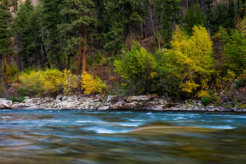 Fall Colors on the Middle Fork Salmon, Idaho. Fall color in the trees along the Middle Fork of the Salmon River.