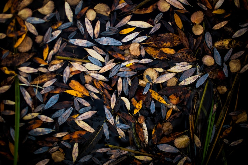 Fall Leaves in Water. Once the summer heat has passed, the colors start to change.