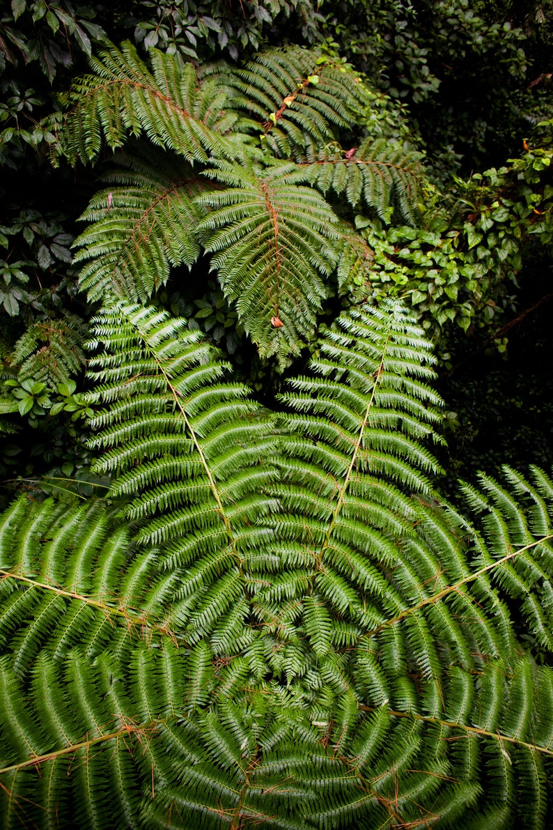 Fern Detail No. 1. The natural geometry of a fern.