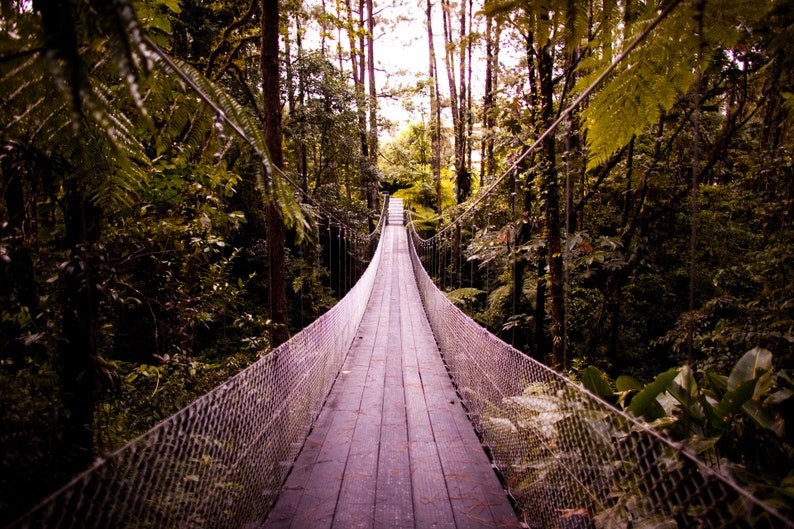 Jungle Bridge, Costa Rica. A bridge through the jungle canopy. Would you cross it?
