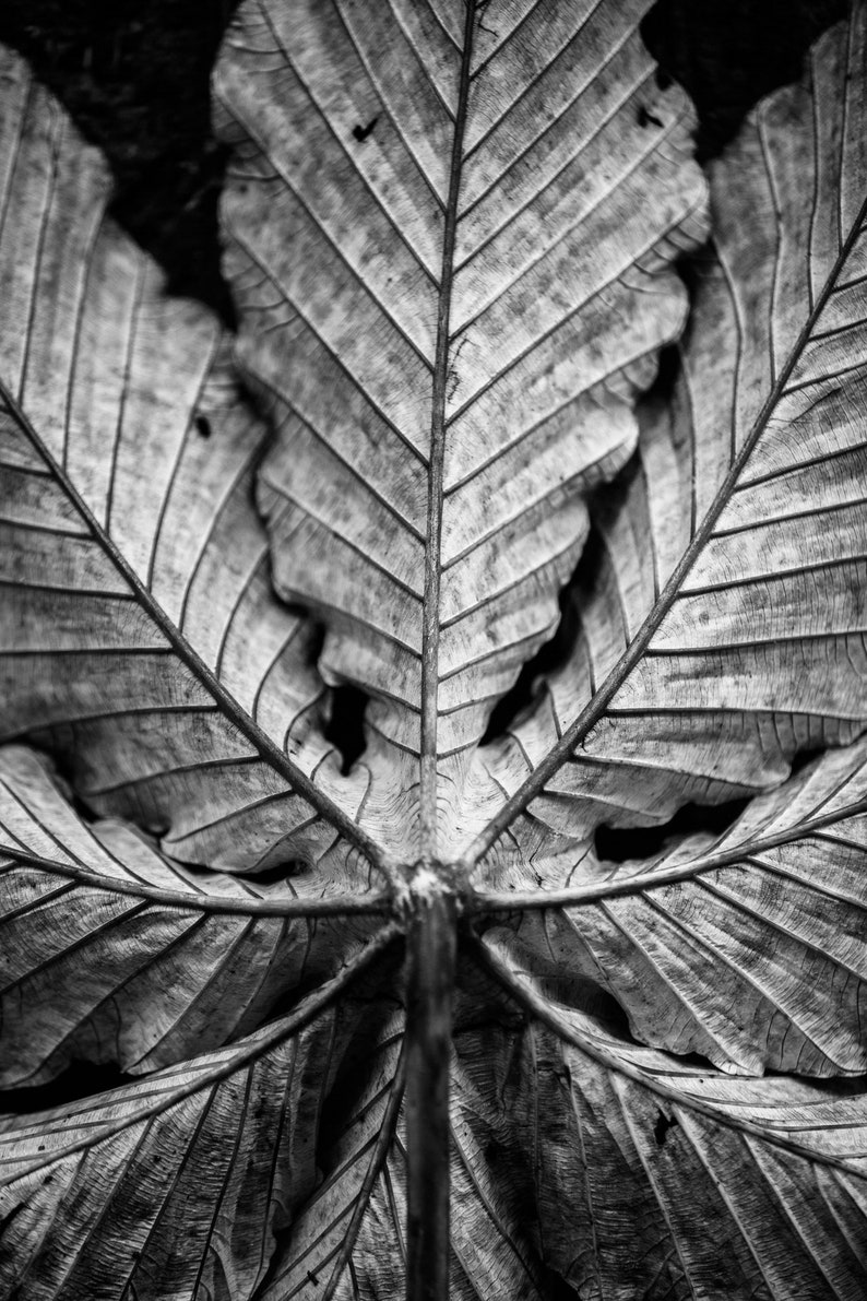 Jungle Leaf Detail. Black and white.