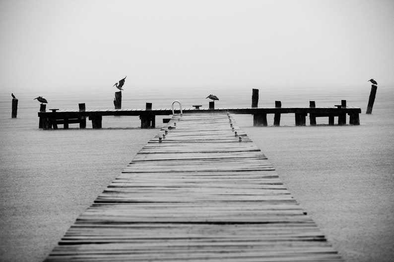 Pelican Rising, Isla Mujeres, Mexico. Pelicans at the end of a pier just as a monsoon downpour hits Isla Mujeres.