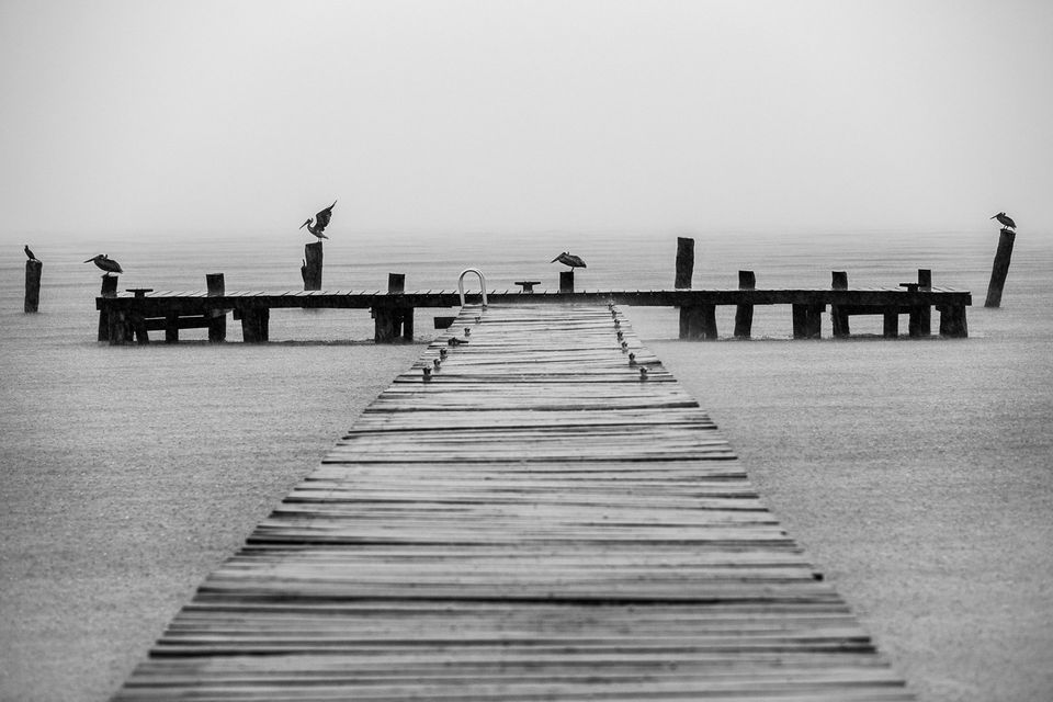 Pelicans, Isla Mujeres, Mexico. During a monsoonal rain, pelicans rest at the end of the dock at Zama Beach Club on Isla Mujeres.