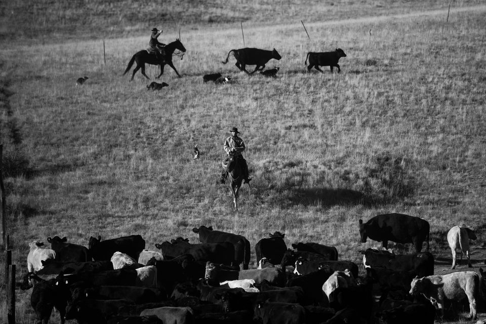 Roundup No. 2, photograph by Craig Wolfrom
