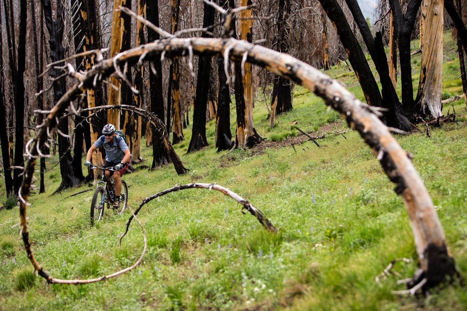 Spiraling. Spiraling trees frame a rider climbing through spring greens.